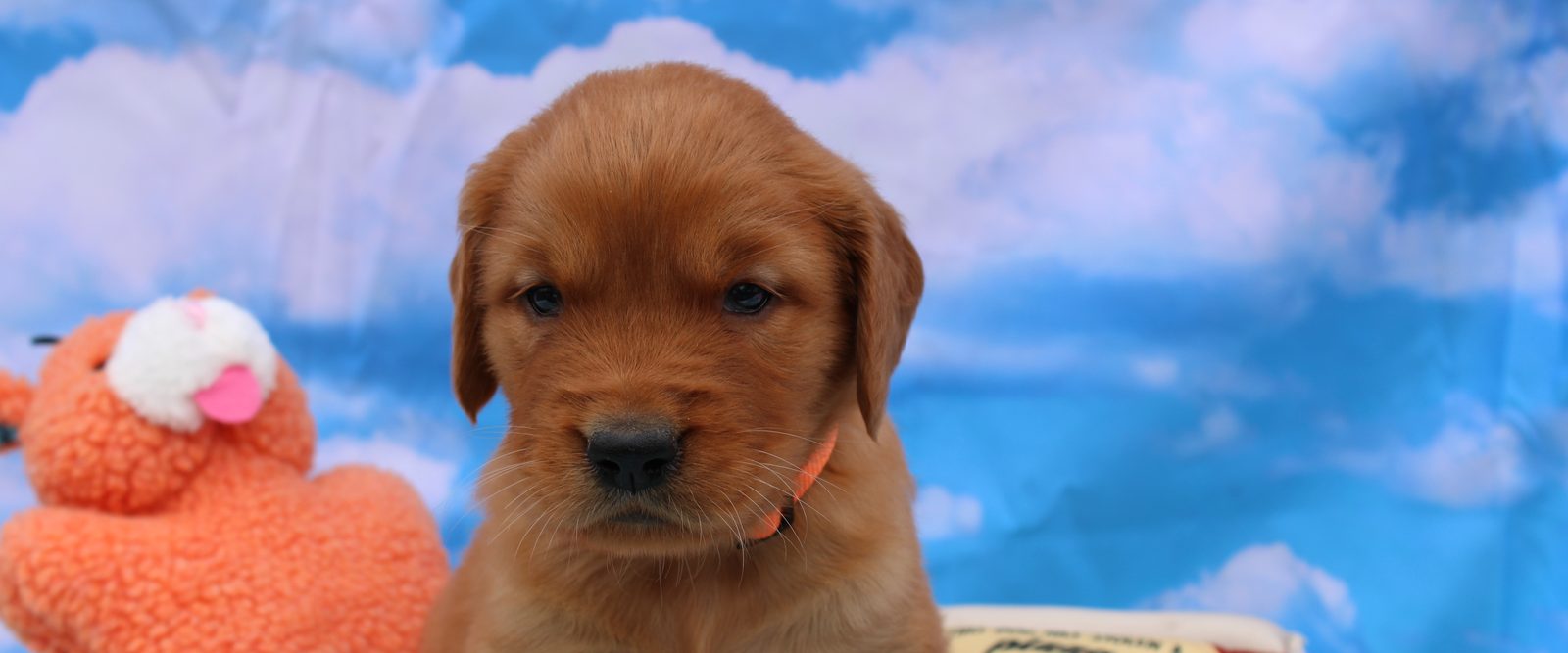 Dark red AKC Golden Retriever puppy at Rosewood Goldens in Wisconsin